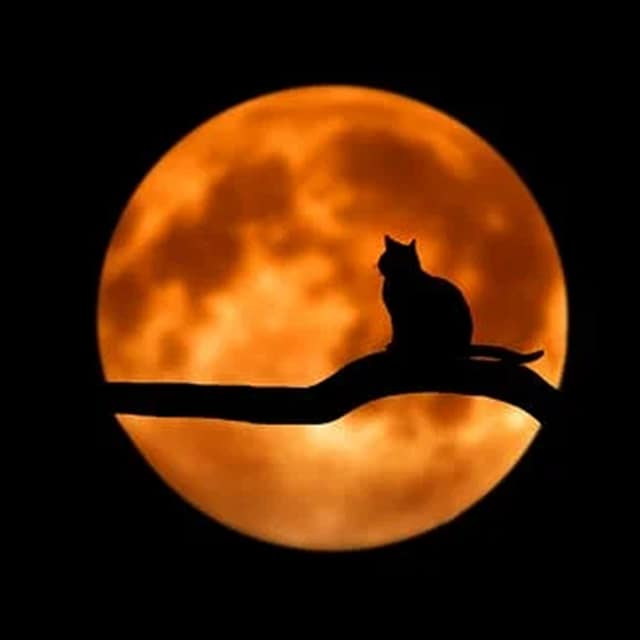 National Black Cat Appreciation Day