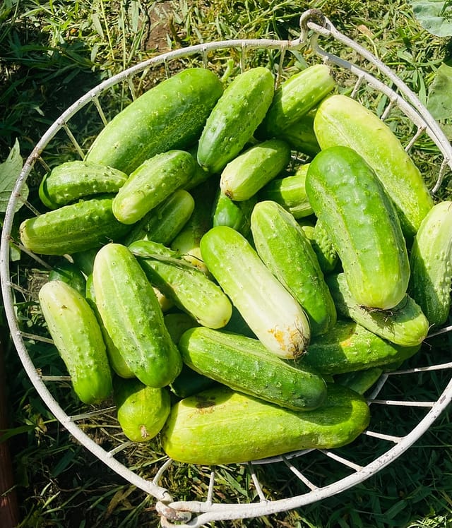How to Plant Cucumbers from Cucumber Scraps How to Plant Cucumbers from Cucumber Scraps