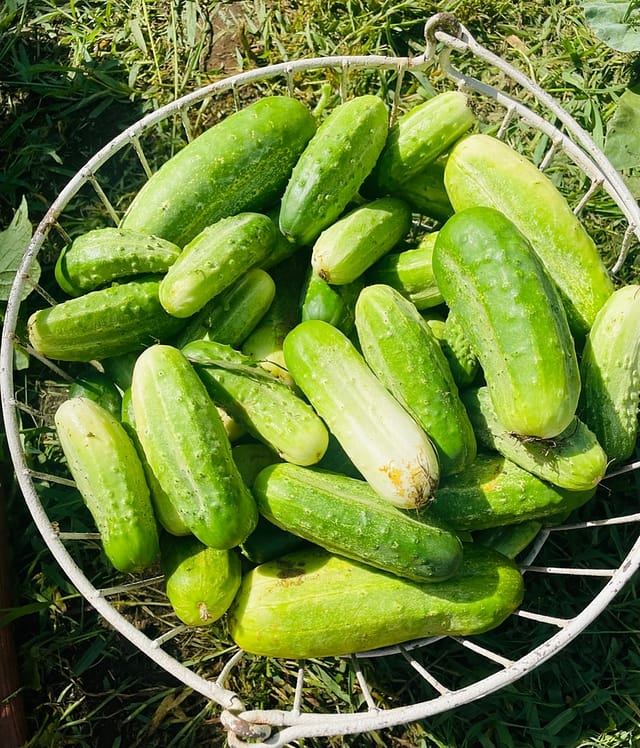 How to Plant Cucumbers from Cucumber Scraps