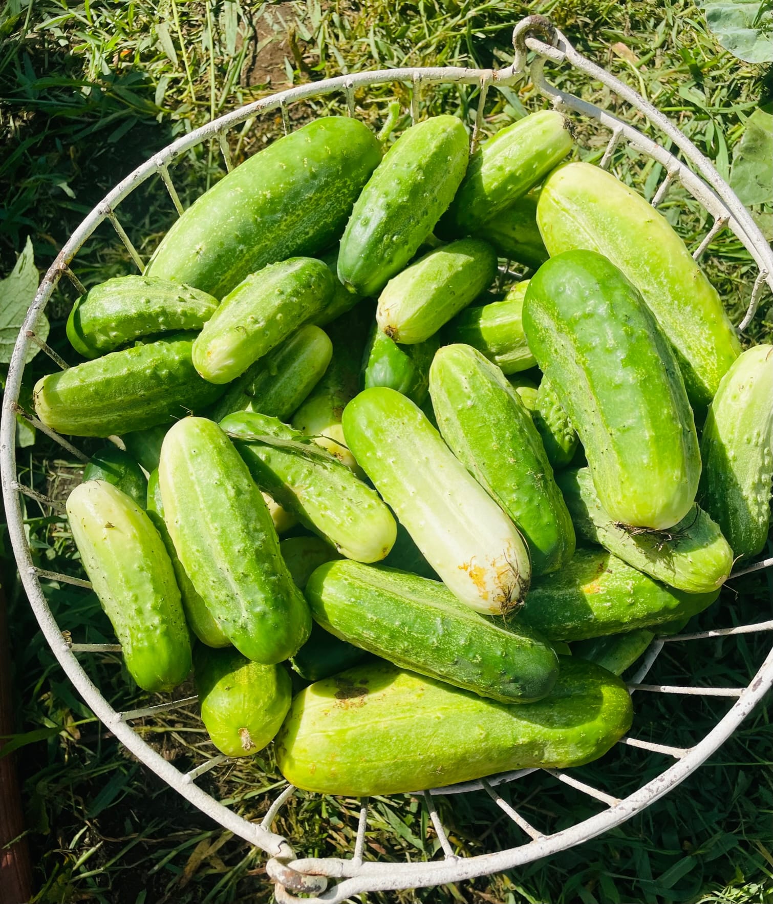 How to Plant Cucumbers from Cucumber Scraps Exit Two