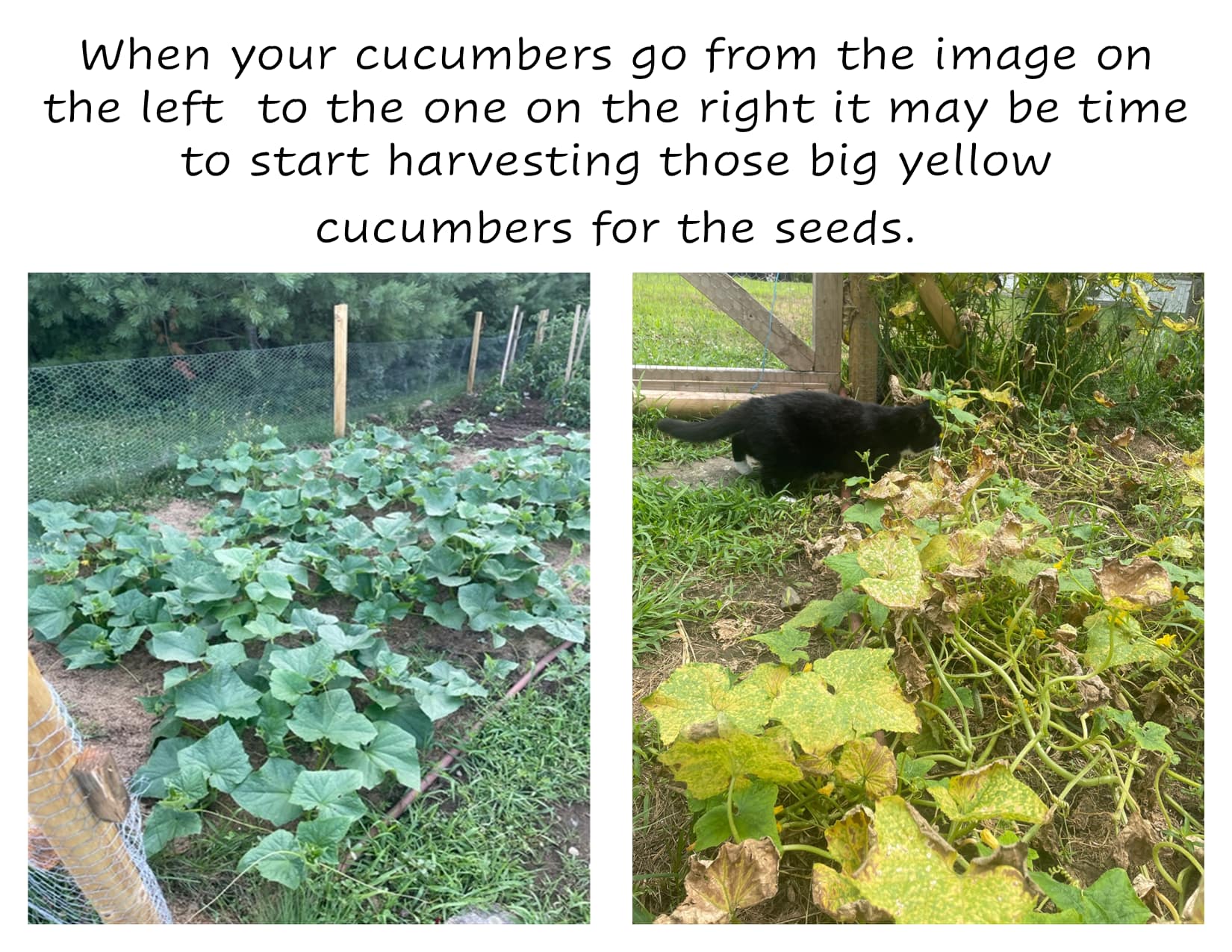 How to Plant Cucumbers from Cucumber Scraps Exit Two